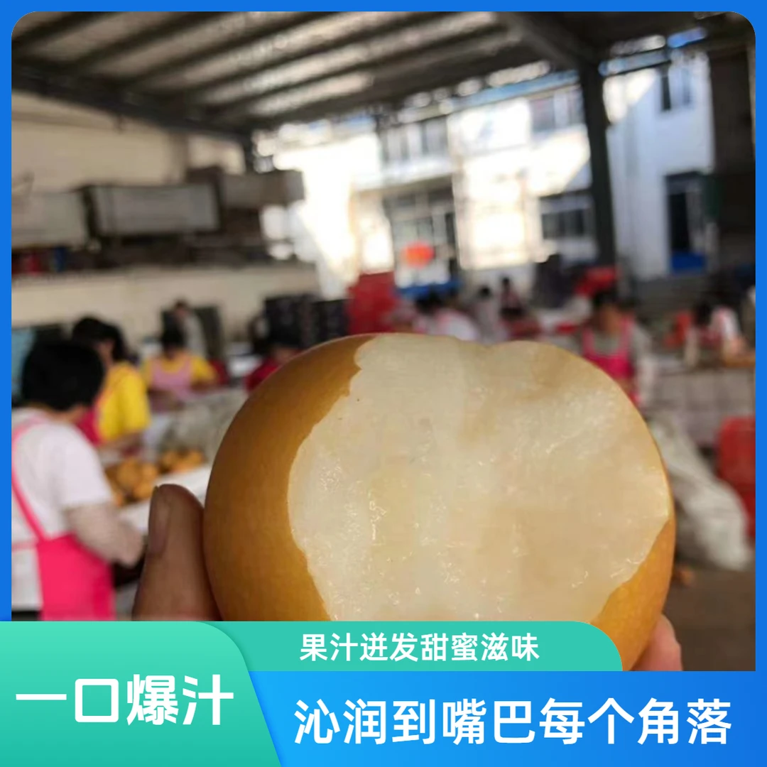 当季正宗山东莱阳秋月梨烟台脆甜新鲜水果礼盒装  6个装精品大果