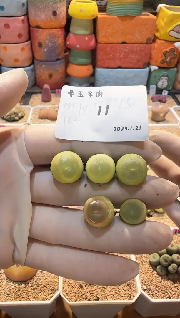 【闪购商品】25.1.21-11拖鞋