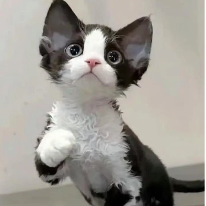 【辰溪德文小铺】甜美活体猫猫