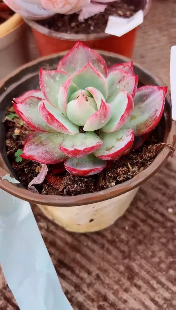 常多肉植物一物一拍30060