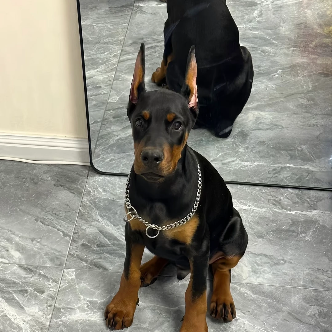 杜宾大王护卫犬防暴犬活体链接