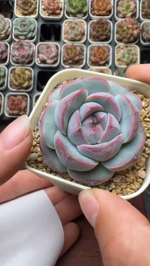 613带盆土发 当场拍3颗以上包柚 多肉植物 一物一拍