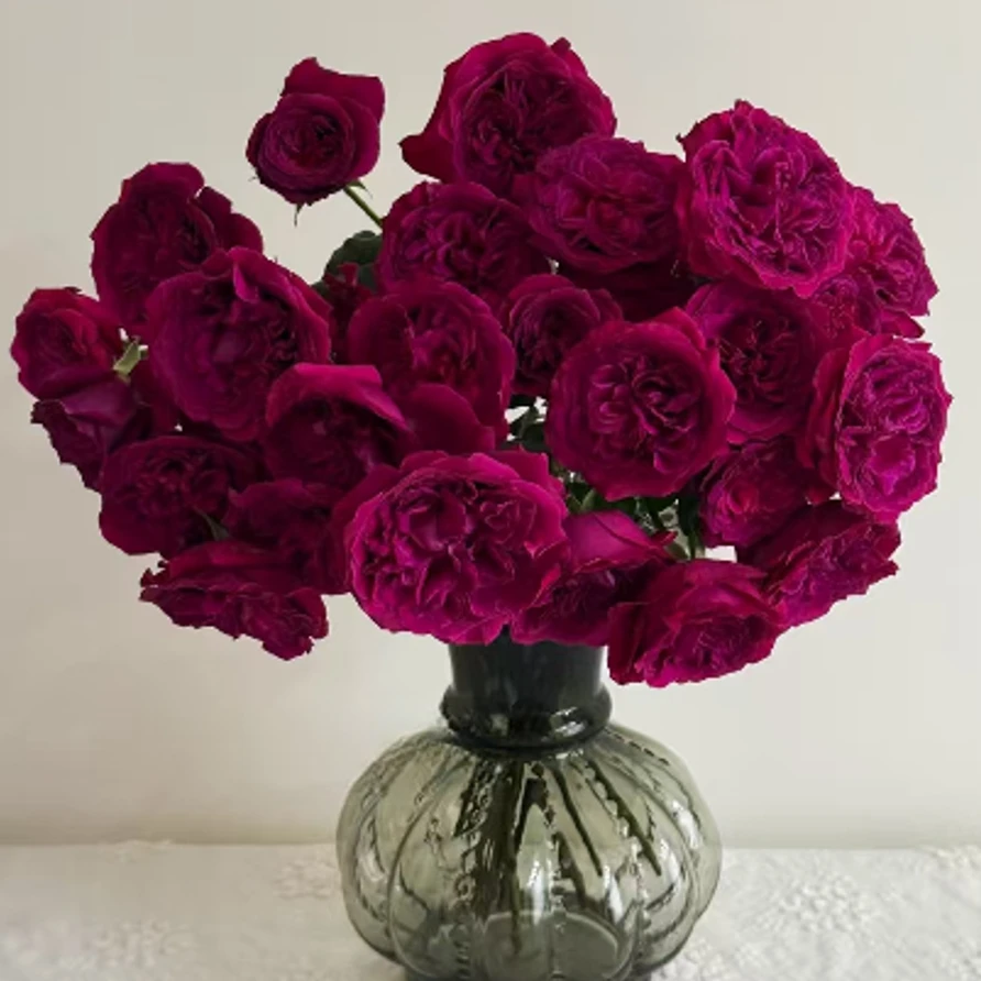 【一品花集】【真彩】多头玫瑰 超稀有（注意：带包装醒花哦~）