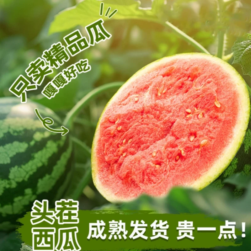 辛平优选当季云南甜王西瓜新鲜采摘产地直发