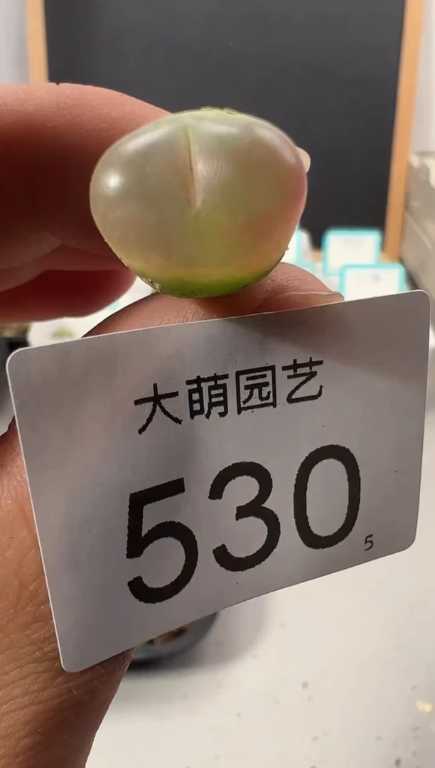 【闪购商品】++++530