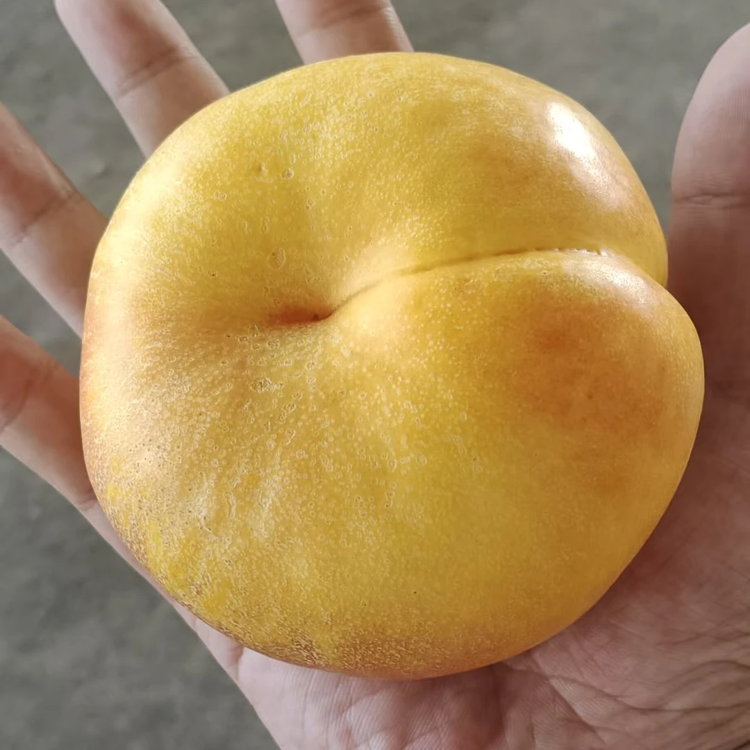 【产地直发】7-7沂蒙山大号油蟠桃 一颗4两起步 脆甜爆汁 产地尖货
