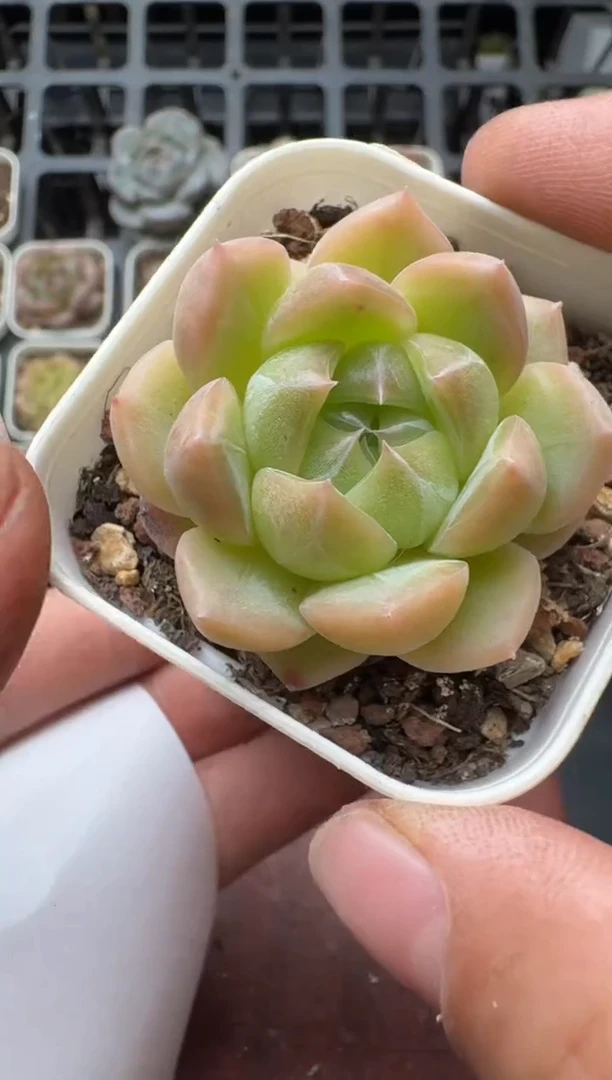 725M带盆土发 当场拍3颗以上包柚 多肉植物 一物一拍