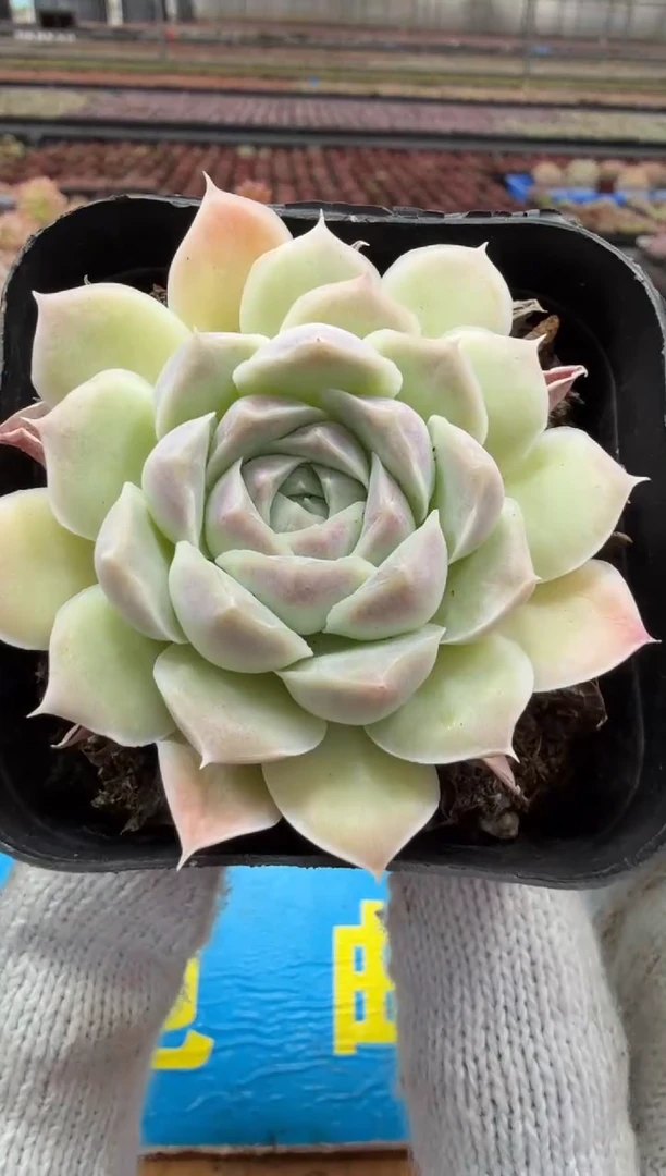 东云多肉园二店-341