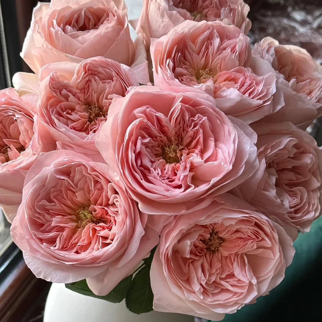 A级单玫：艾琳娜玫瑰1扎/10枝65-70cm（1单不售后，2单顺丰冷链包邮）