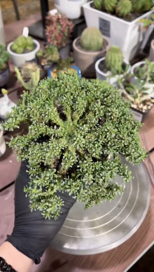 章鱼大戟杂FC-9961