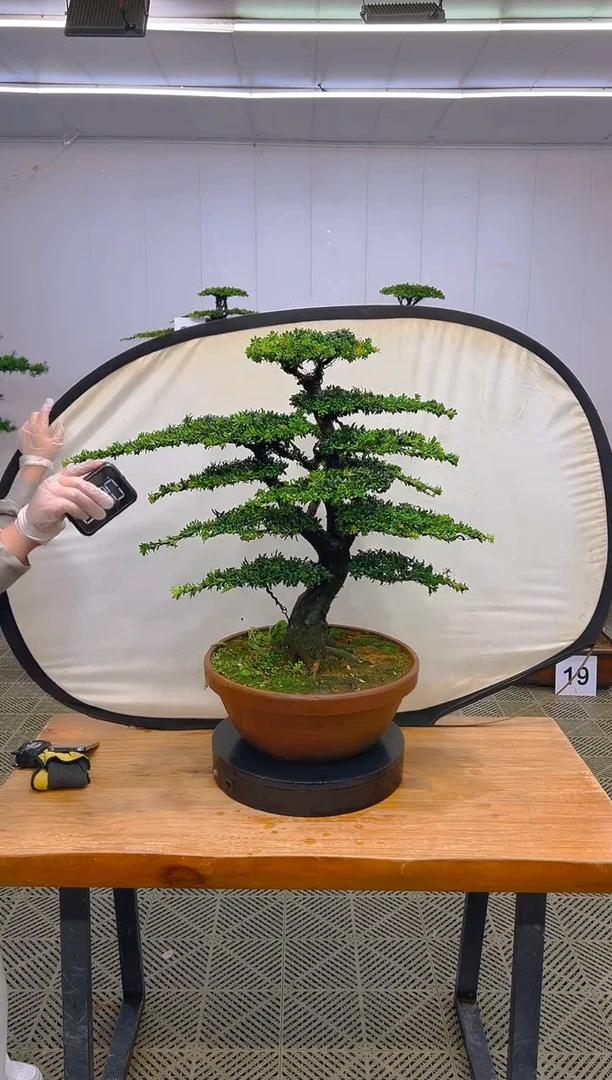 无花朵一物一拍一物一拍