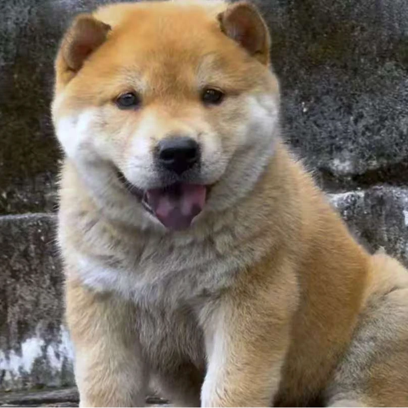 中华田园犬（黄狗白面、五黑、虎斑、土松、四眼铁包金、土猎等等）