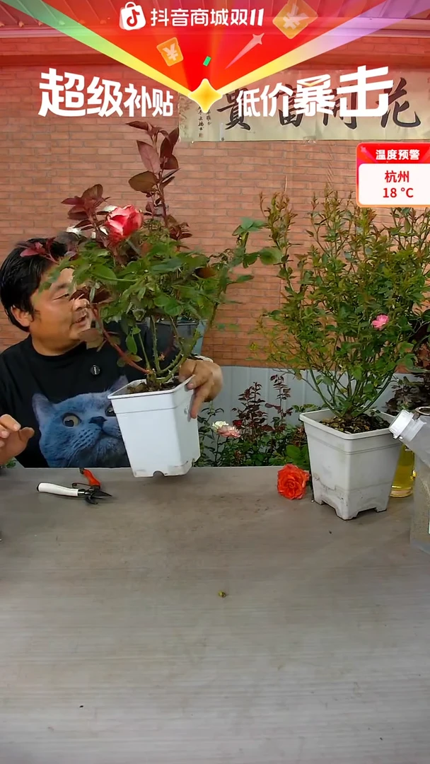 当前无花朵，栽培后可花朵帽子