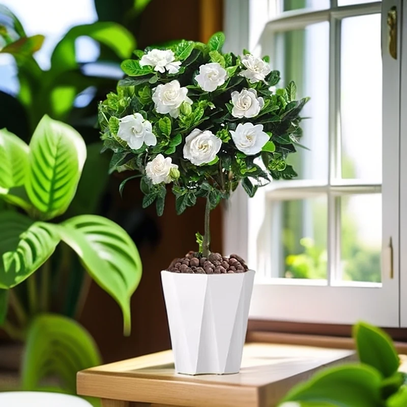 230#栀子花棒棒糖盆栽室内阳台带花苞独杆大叶树苗浓香型花卉植物