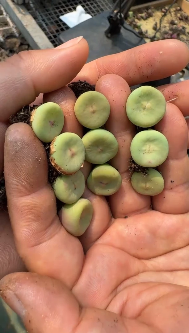 疯狂的多肉石头7一颗