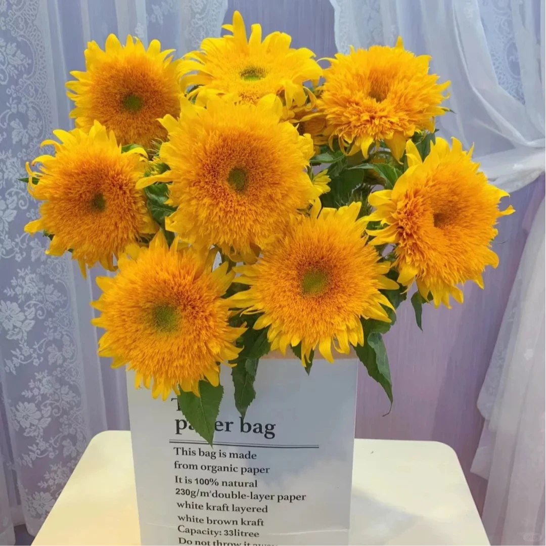 花福十花边新闻-泰迪向日葵 -鲜花批发直播