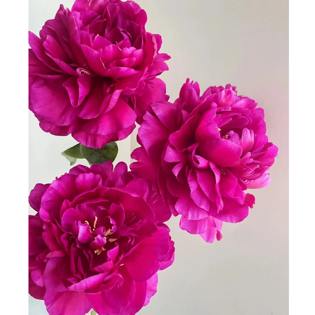 现货【王安园艺】大富贵芍药基地直发高端花卉重瓣