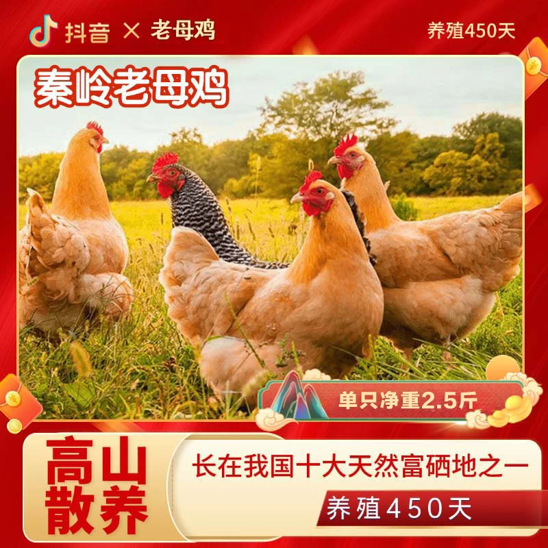 【两只】450天老母鸡/陕西秦岭高山散养跑山鸡/土鸡/营养健康高蛋白