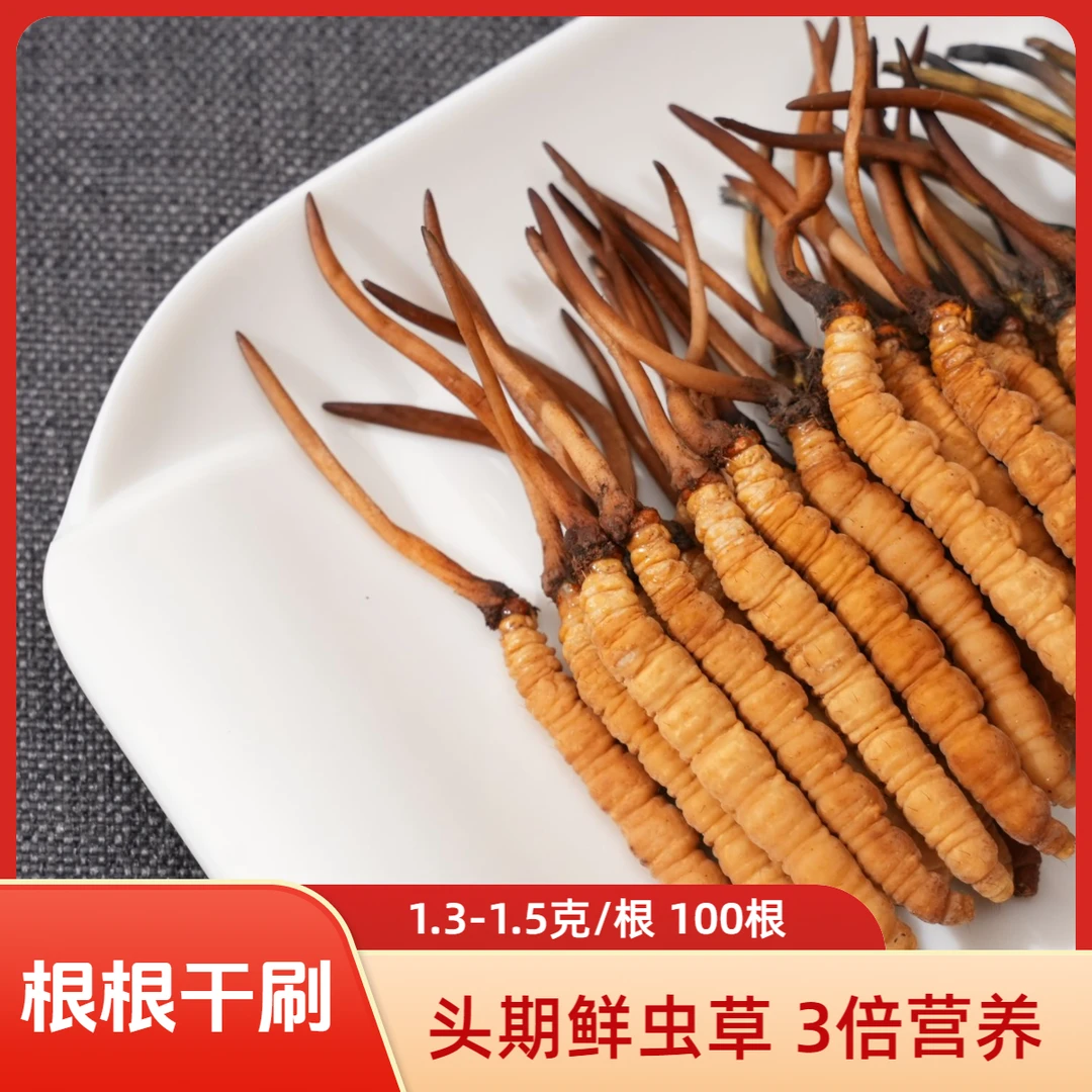 【昊扬专属】1.2-1.5克/根100根 2025新鲜冬虫夏草滋补用品送礼