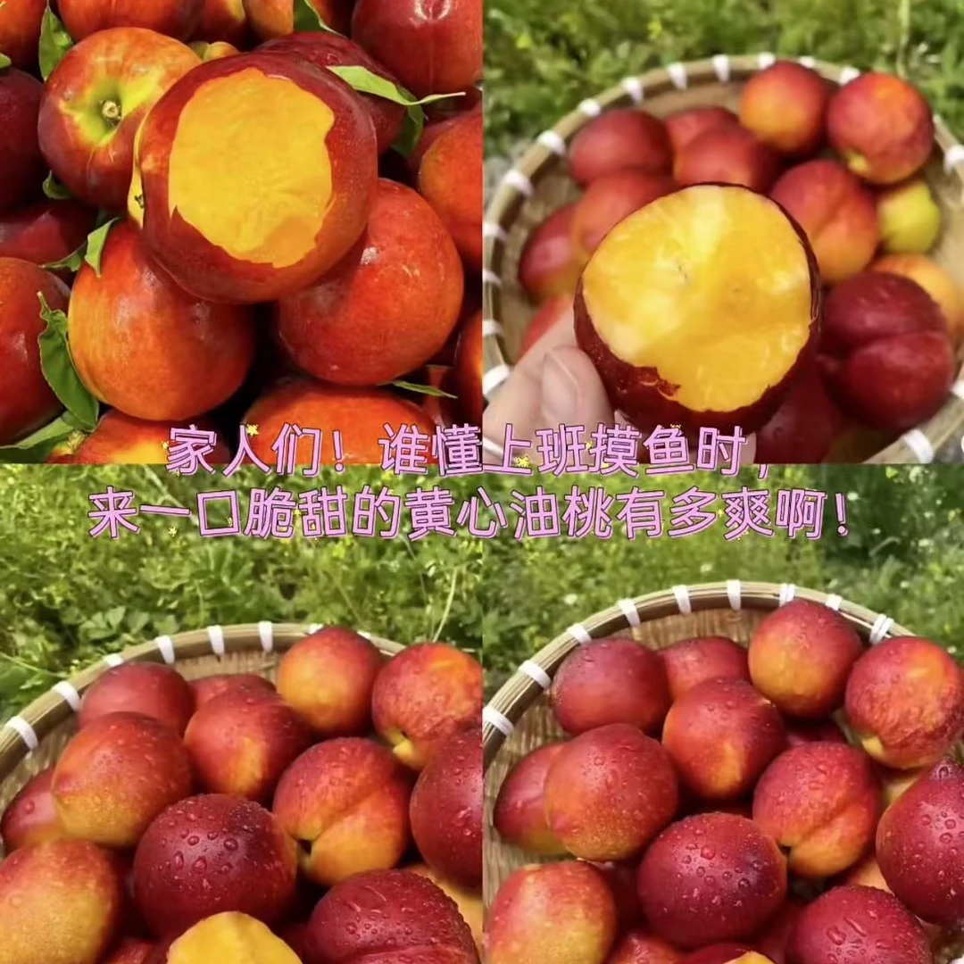 新鲜采摘黄肉麻点油桃脆甜多汁自然成熟孕妇水果