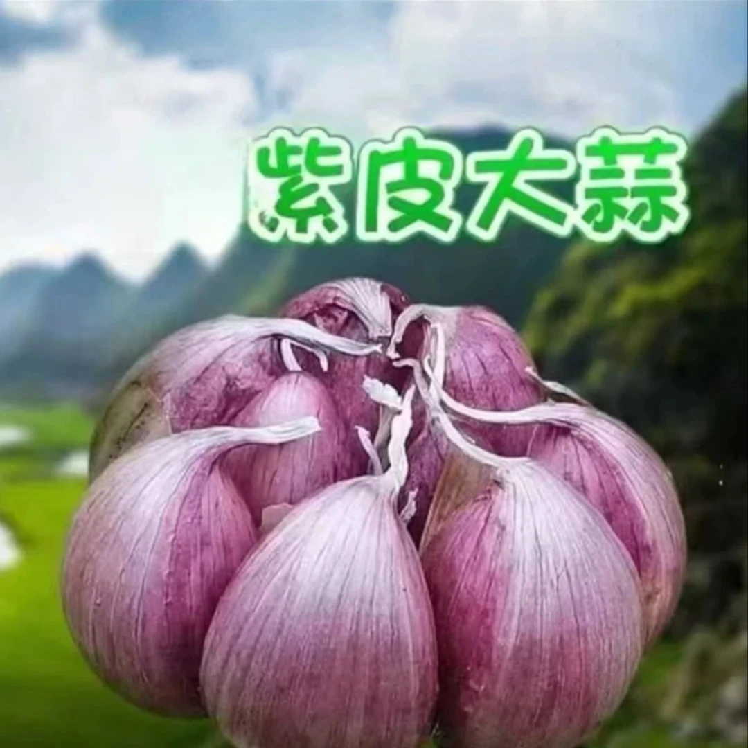 (助农特惠)2025新蒜大果可做腊八蒜糖醋蒜助农特惠价K