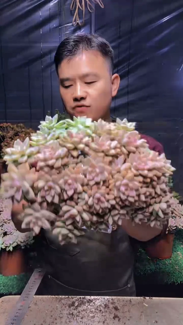 224淡雪缀化（一物一拍）