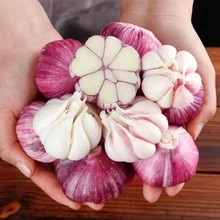 紫皮大蒜5斤新鲜现挖分瓣蒜香多汁农家大蒜头