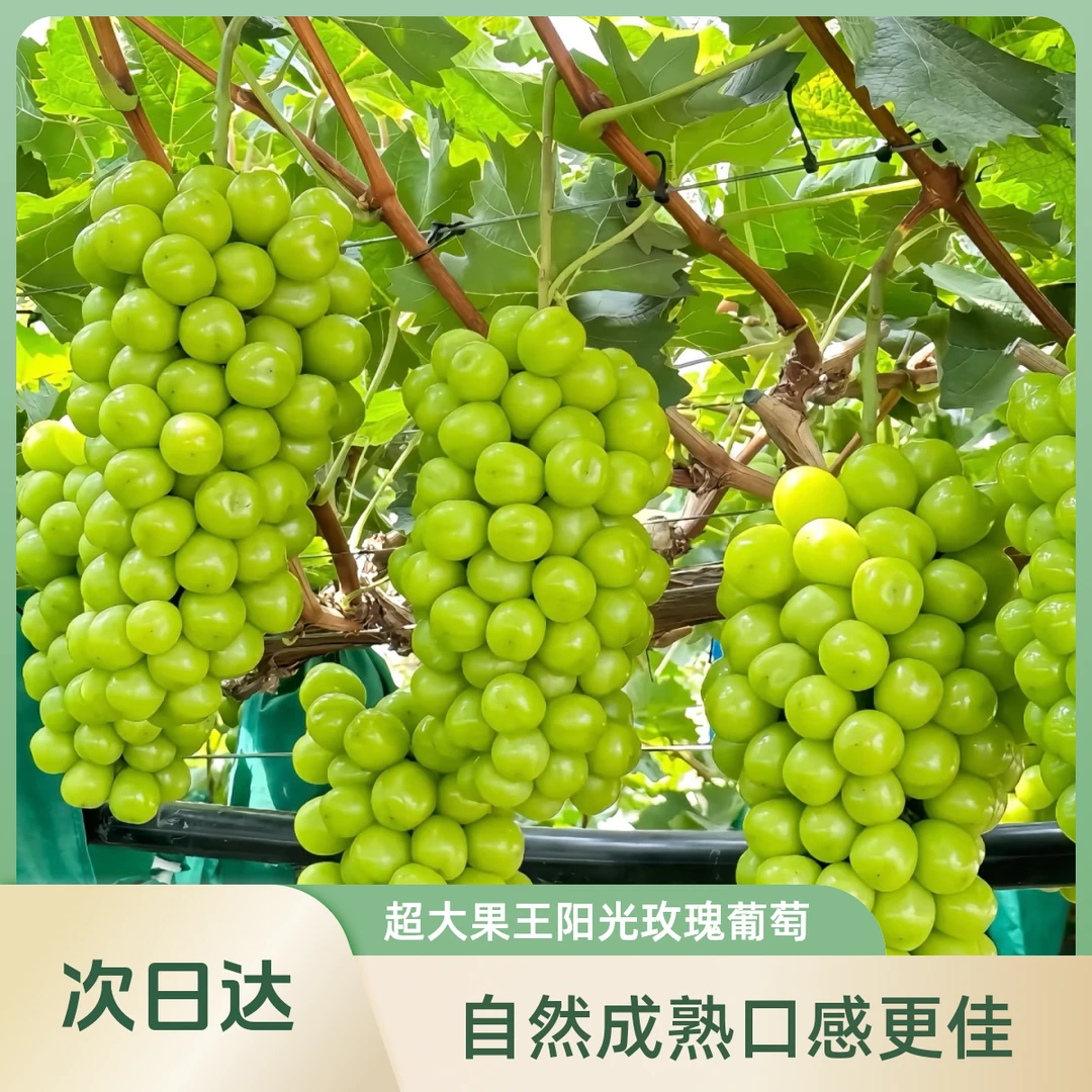 【19元/箱】超大果王阳光玫瑰晴王葡萄 顺丰包邮 自然成熟 比新疆吐鲁番葡萄甜脆甜爆汁现采现摘果园直发辽宁省