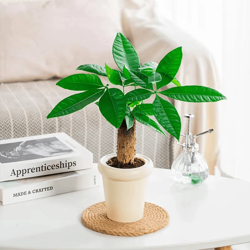 发财树财源滚滚室内小盆栽桌面绿植