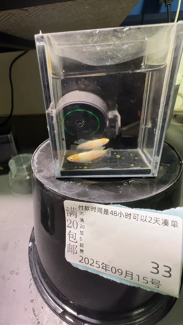 青鳉鱼观背青鳉观背青鳉33