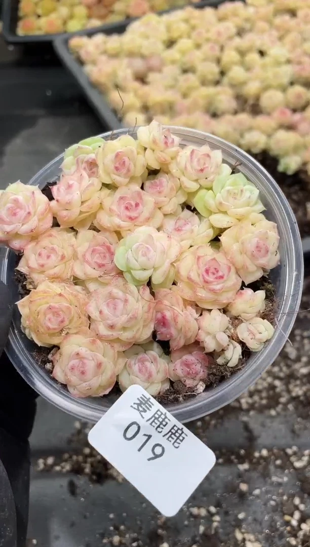 019白天鹅      量拍