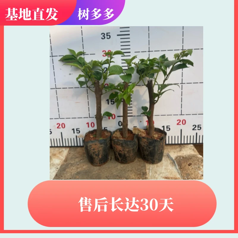 三角梅3棵云南紫福利袋苗四季开花植物包对版
