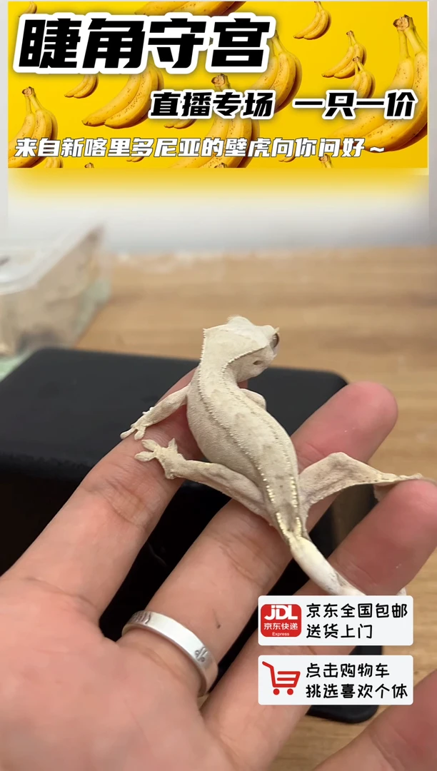睫角守宫双红睫角守宫