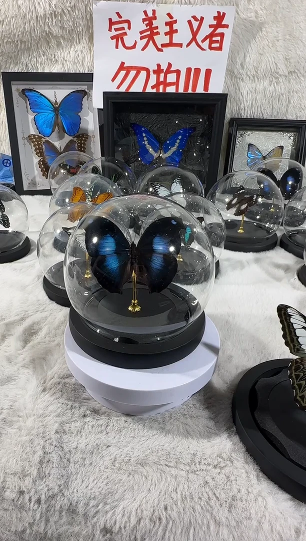 爱情鸟蛱蝶水晶球