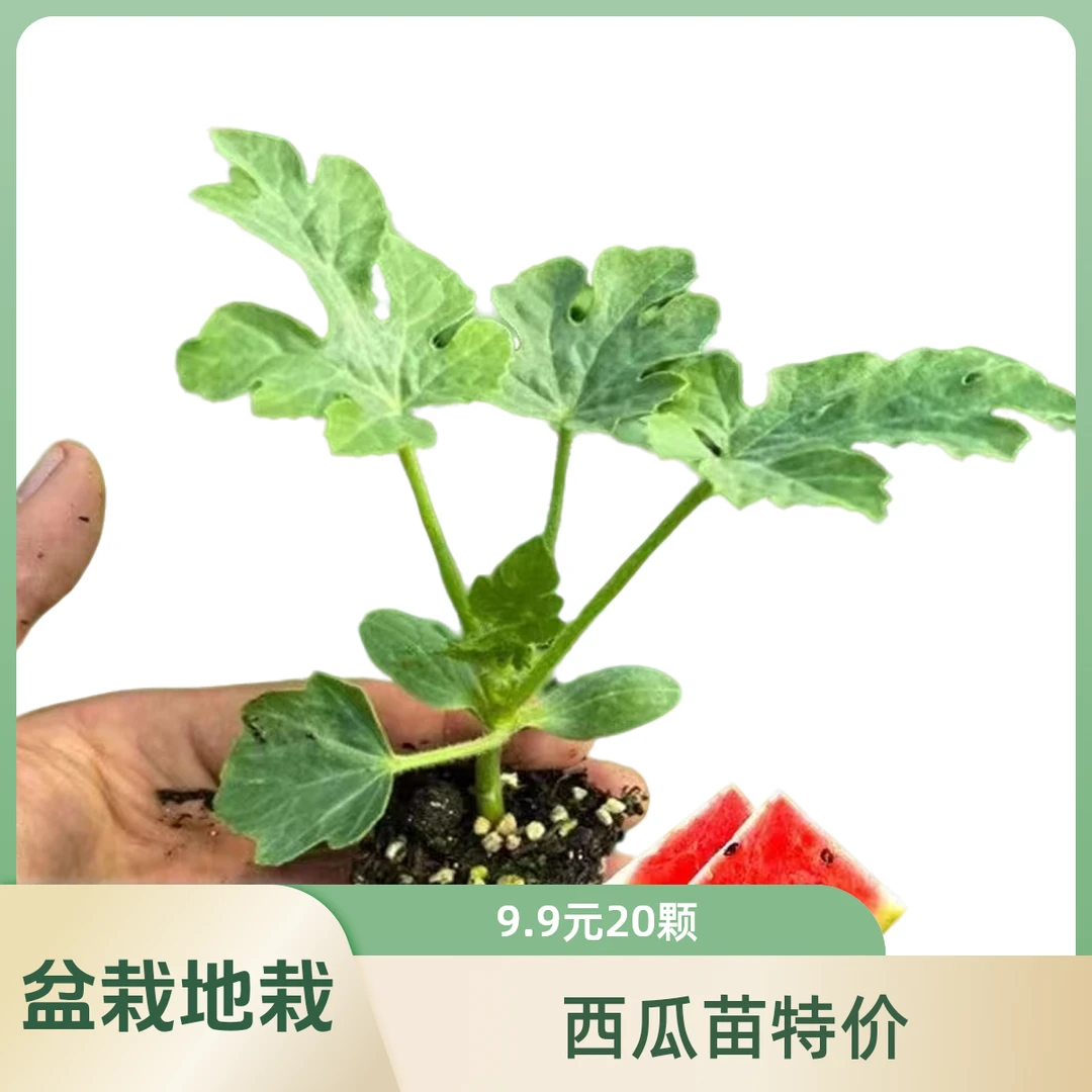 特价西瓜苗8424西瓜秧苗盆栽地载种植西瓜苗