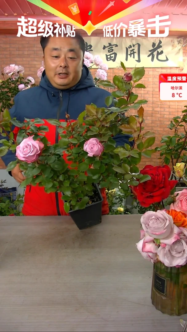 当前无花朵，栽培后可花朵玛丽蒂姆