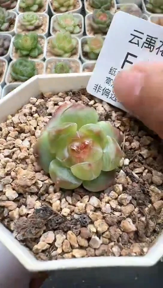 111F云禹多肉植物 默认脱土纸巾打包 3颗包邮