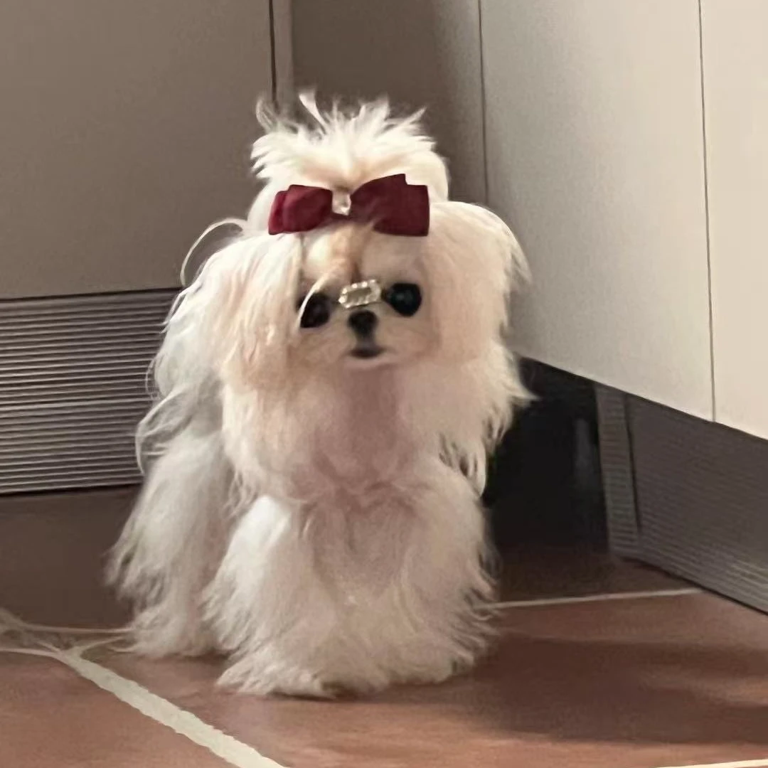 【约克喜喜专属】宠物活体狗狗链接