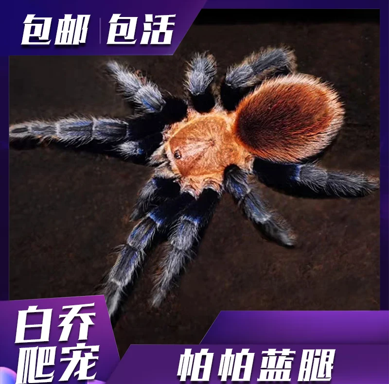 墨西哥帕帕蓝腿宠物蜘蛛幼体苗子好养可上手新手颜色漂亮