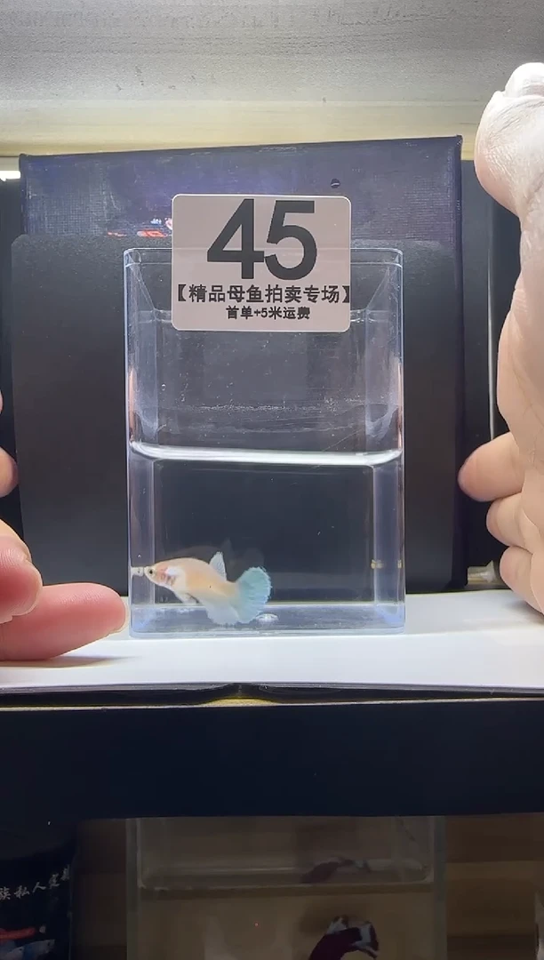 斗鱼精品母鱼编号45