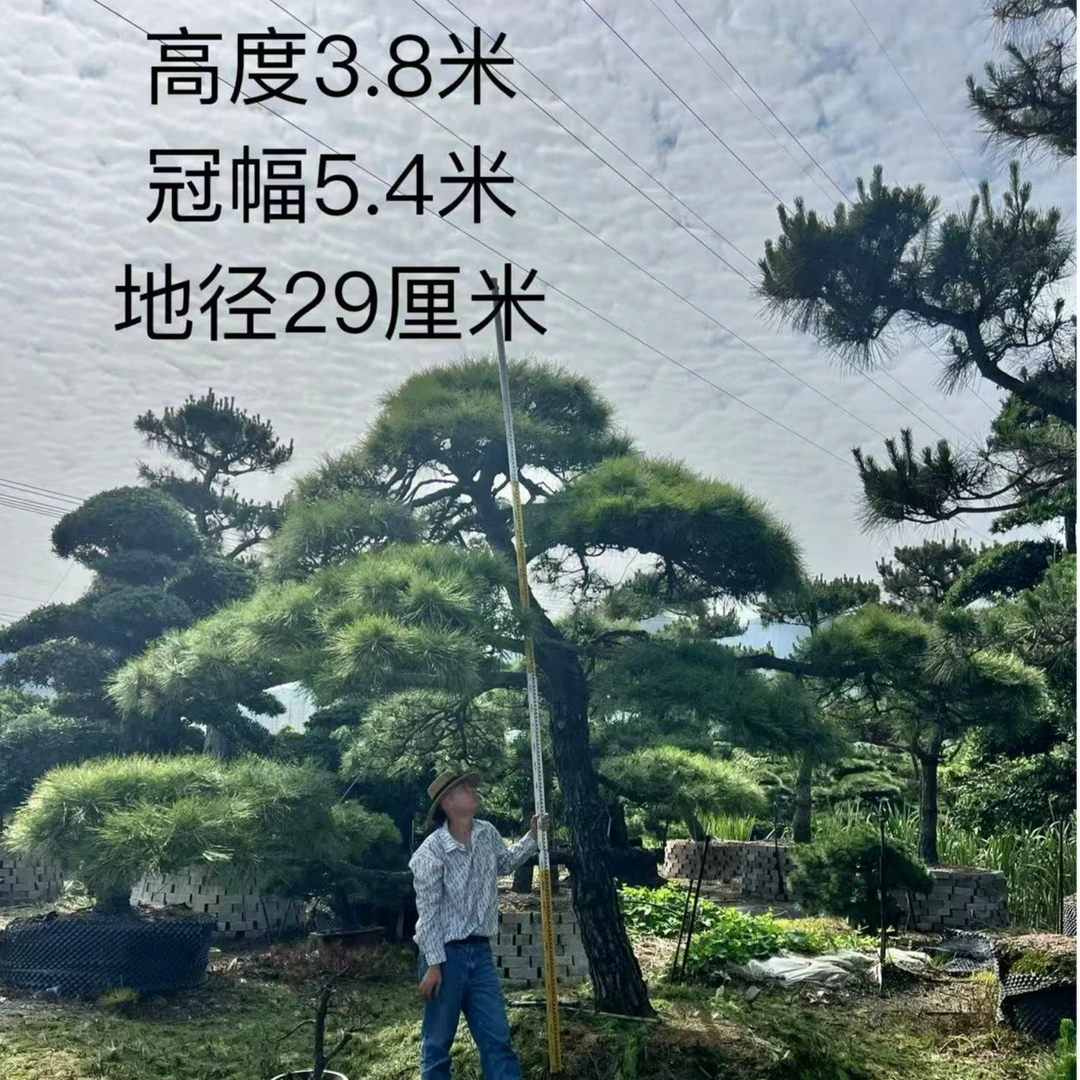 庭院造型提根黑松四季常绿定金500