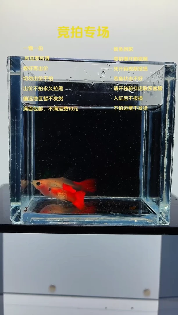 孔雀鱼琉璃C一对-76