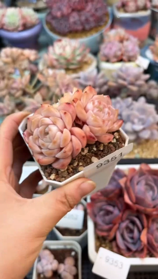 9351三头冰魄多肉