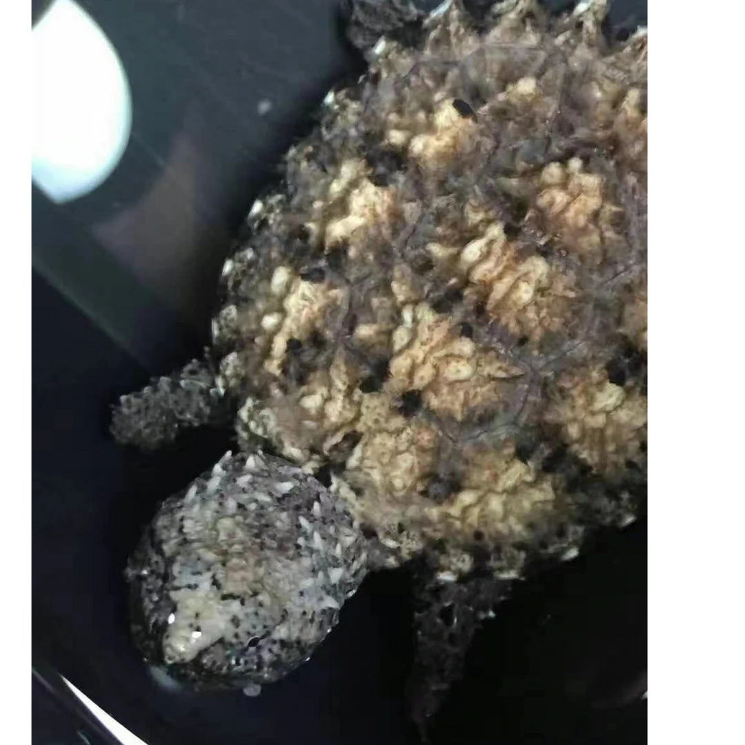直播精选佛鳄龟人工养殖观赏龟瑕疵宠物龟
