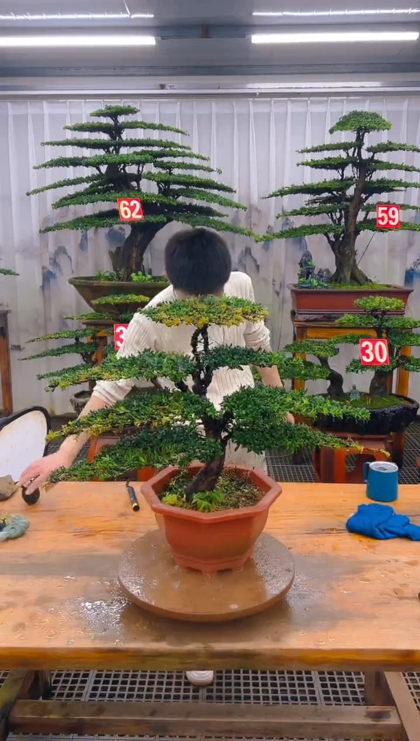 无花朵精品盆景直播间一物一拍