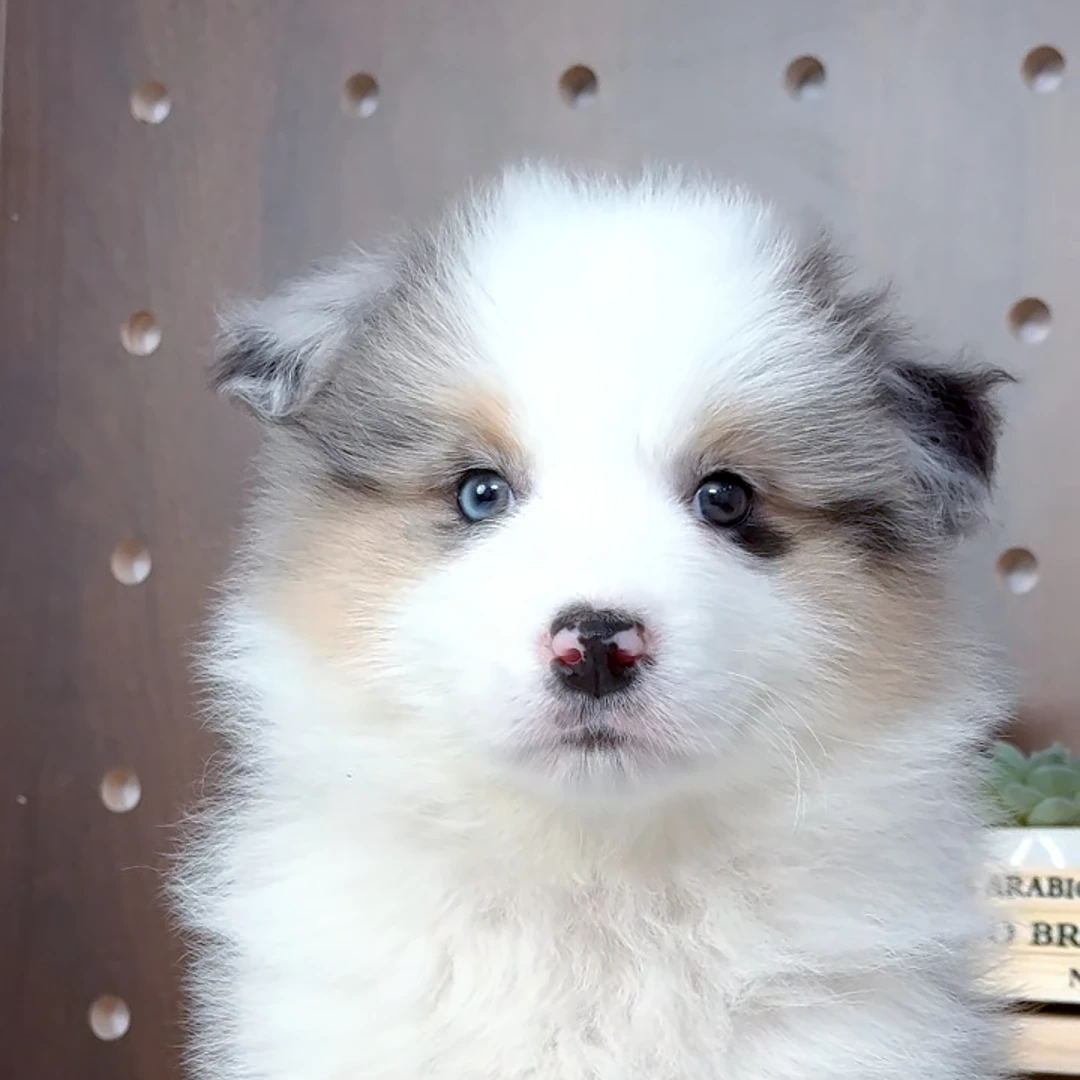 云岸边牧温顺聪明宠物友好的小边牧超甜版宠物狗狗