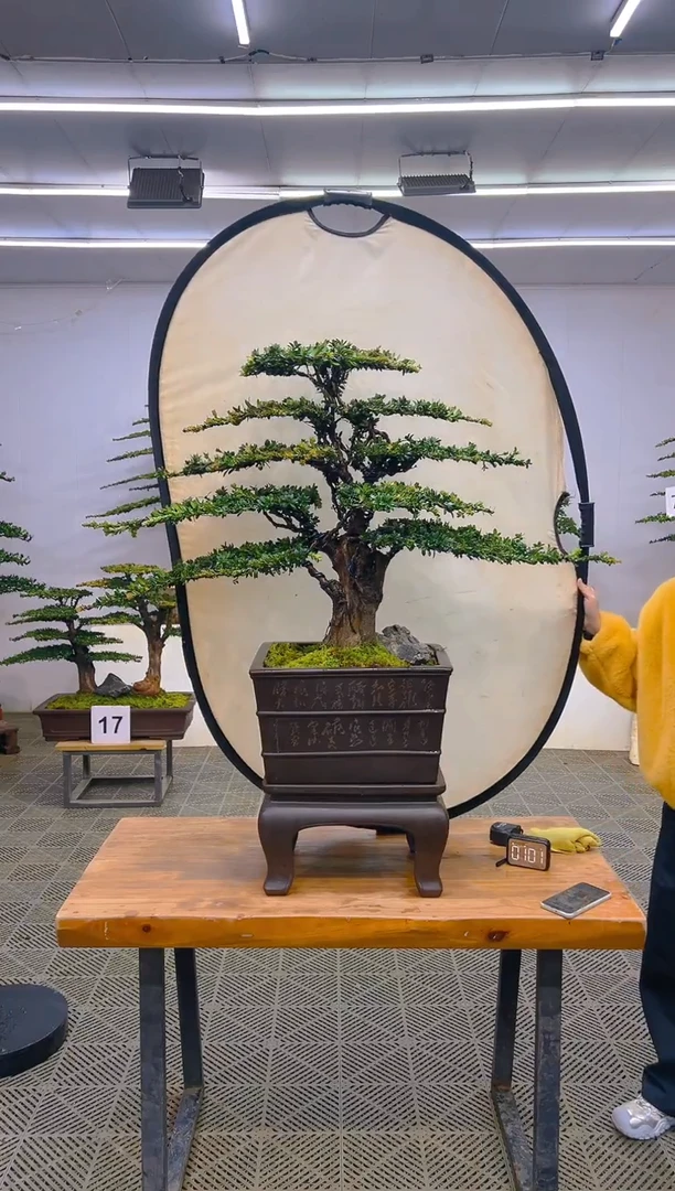 无花朵一物一拍一物一拍