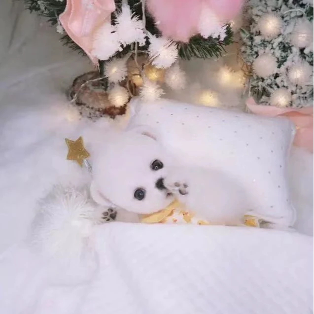 宠物狗活体小体博美俊介幼犬