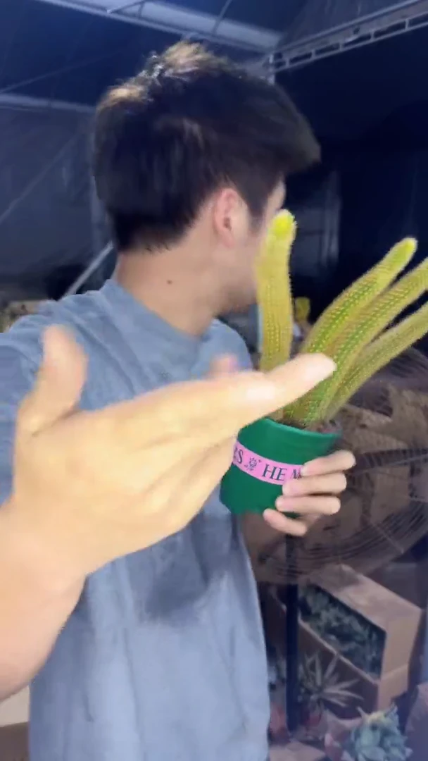 多头 红蜻蜓 金妞【带根】