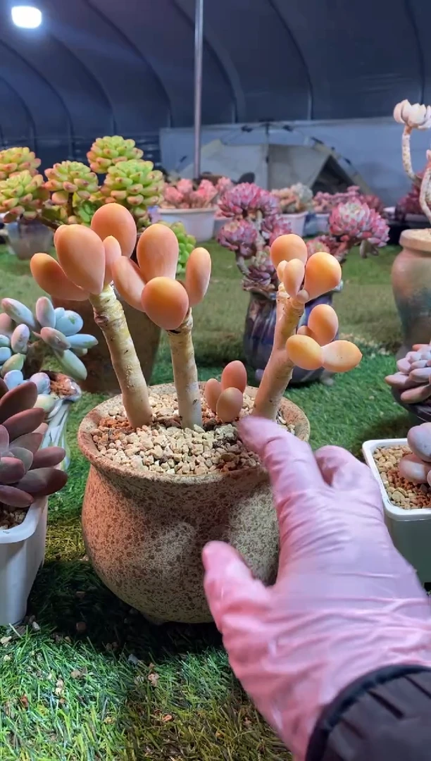 【闪购商品】0360a